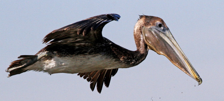 Brown Pelican