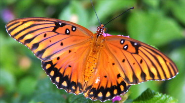 Gulf Fritillary