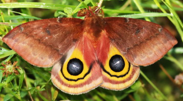 Io Moth