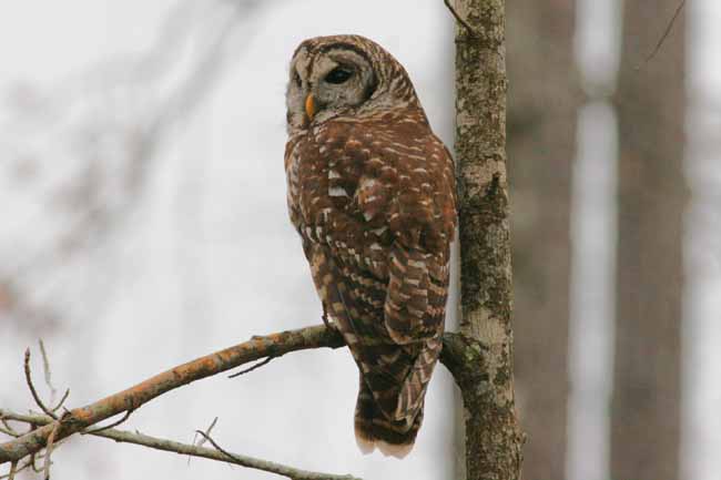 Barred Owl