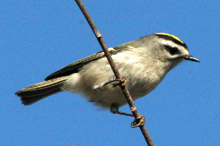 Golden-crowned Kinglet