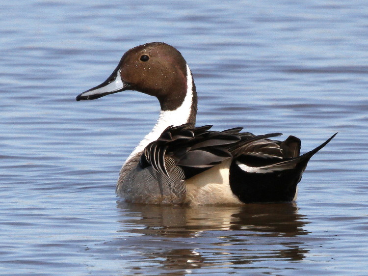 Northern Pintail