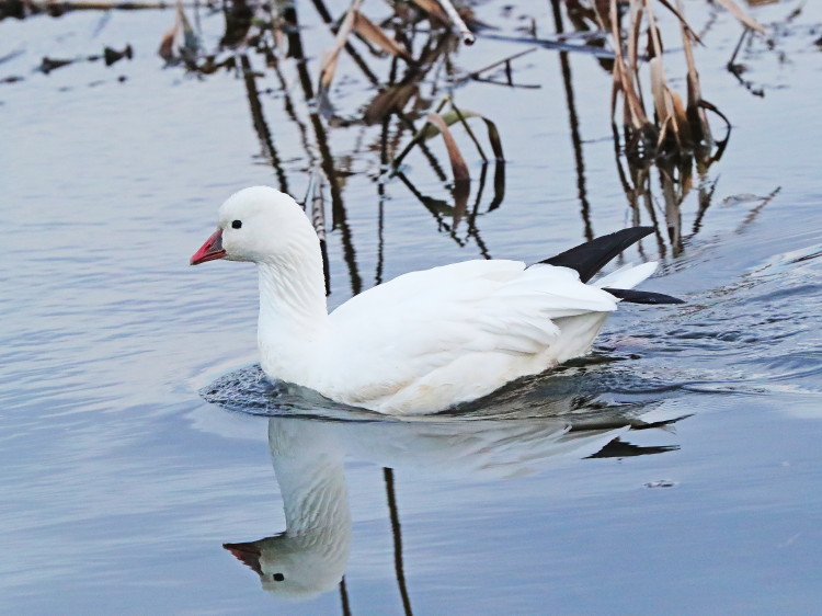 Ross's Goose