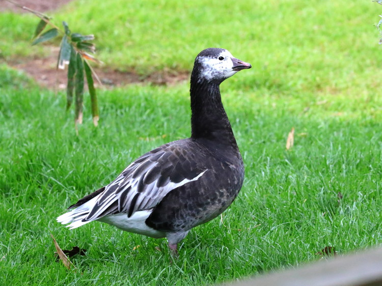 Ross' Goose (Blue Form)