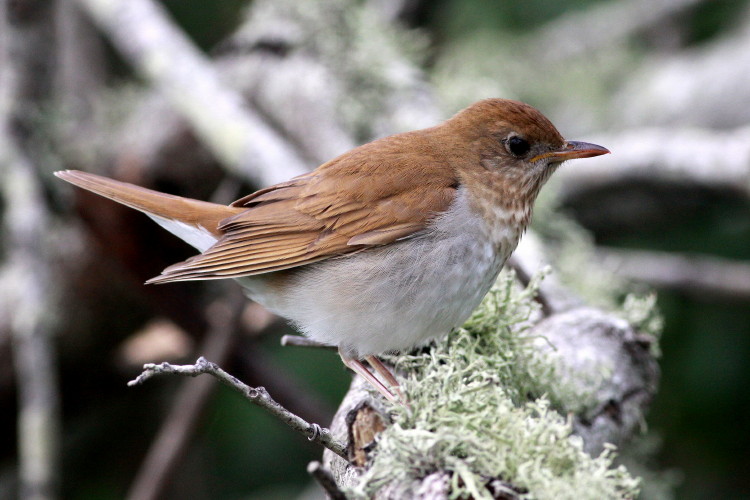 Veery