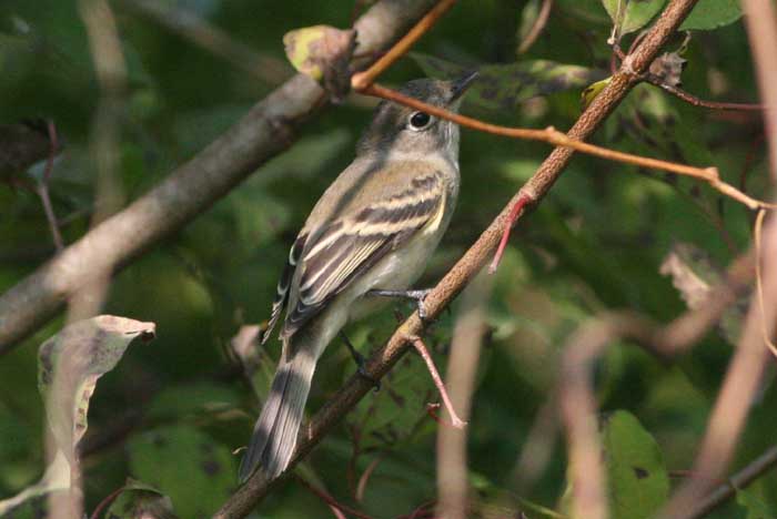 Willow Flycatcher