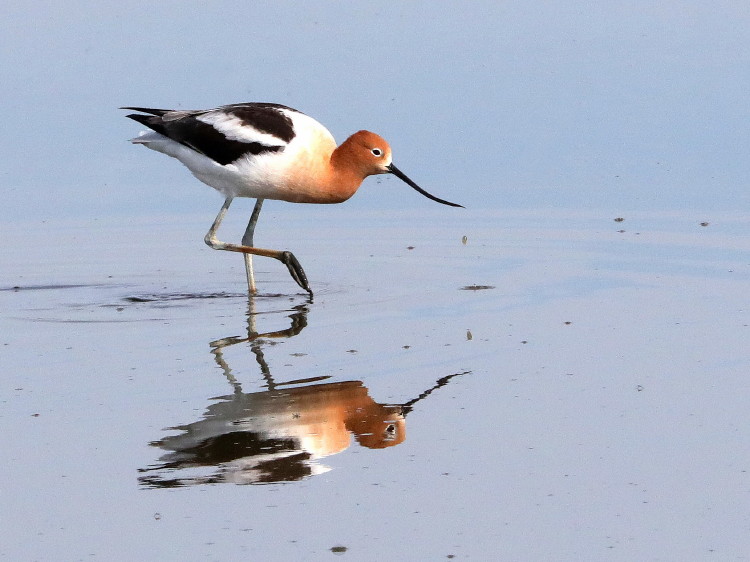 American Avocet