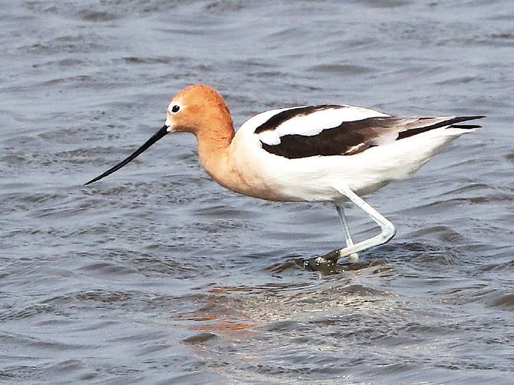 American Avocet