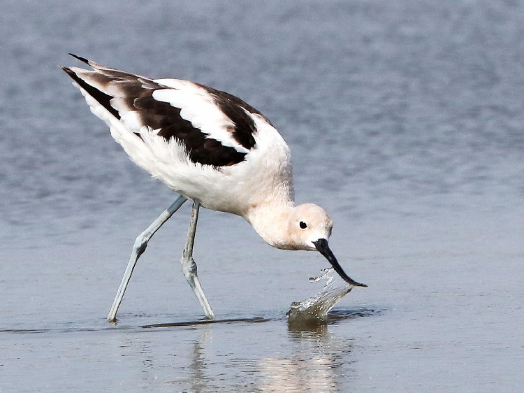 American Avocet