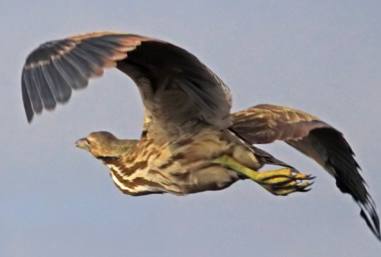 American Bittern