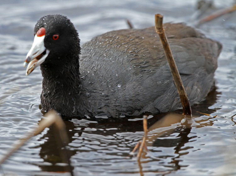 American Coot