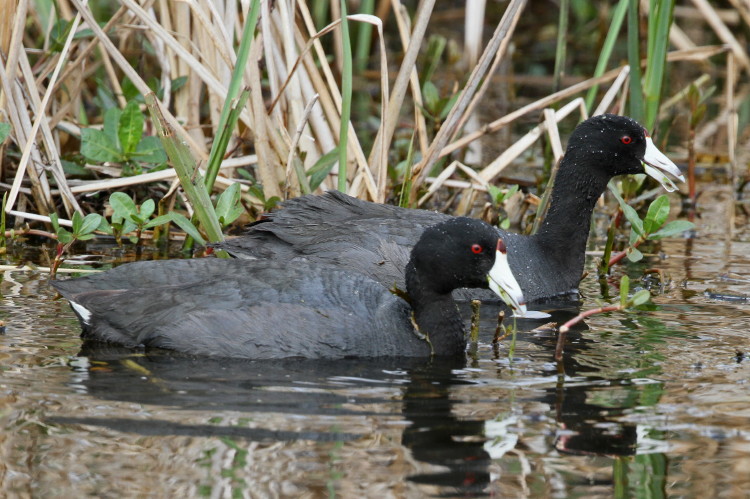 American Coot