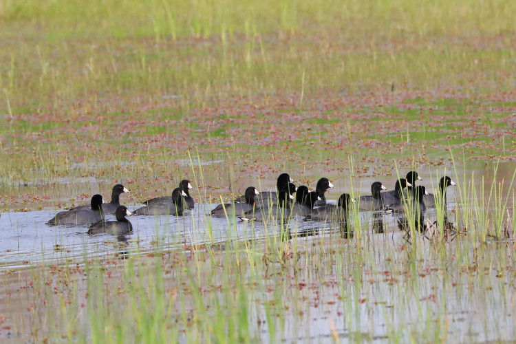American Coot
