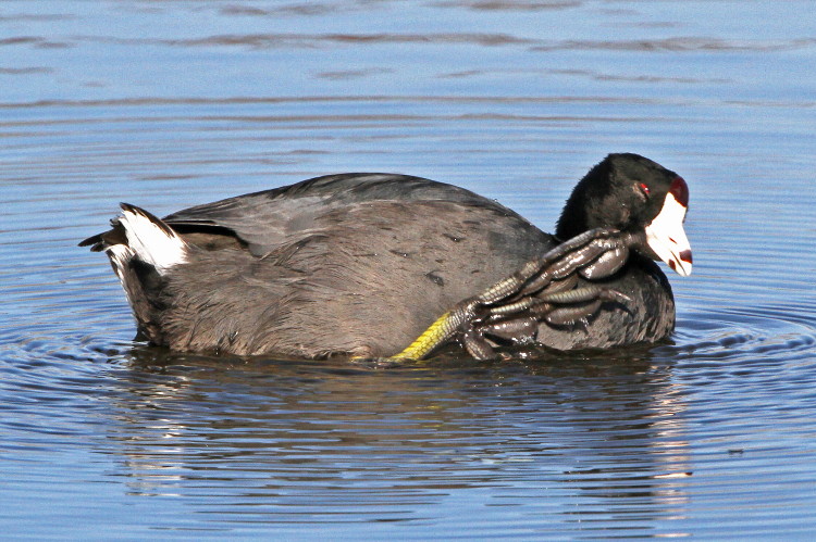 American Coot
