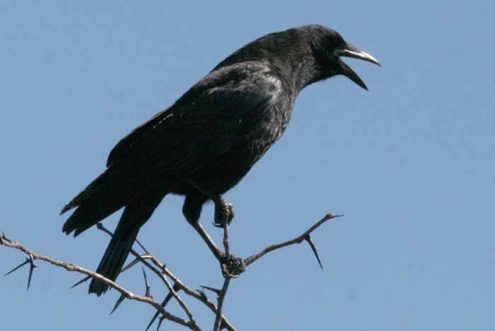 American Crow