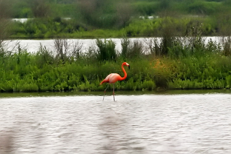 American Flamingo