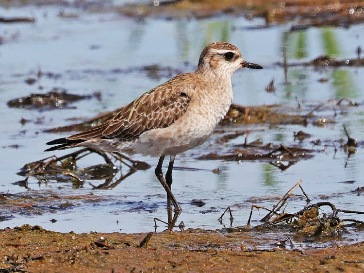 American Golden-Plover