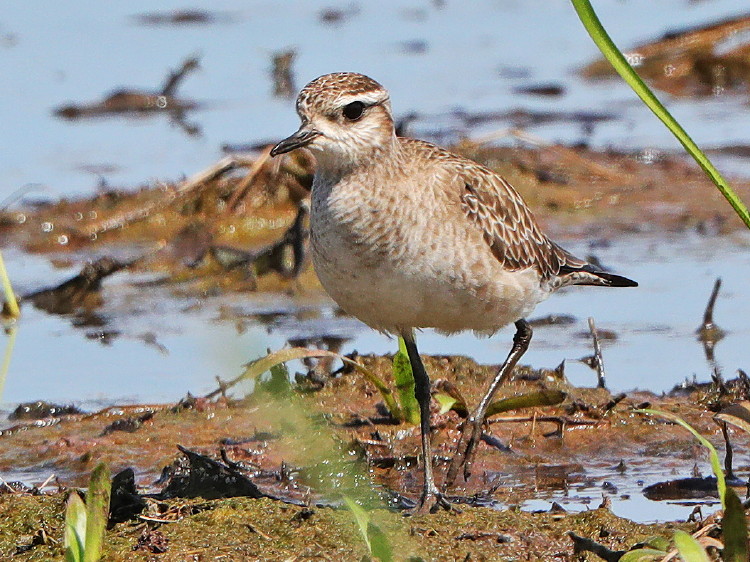 American Golden-Plover