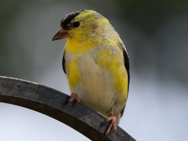 American Goldfinch