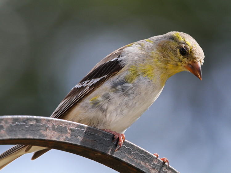 American Goldfinch