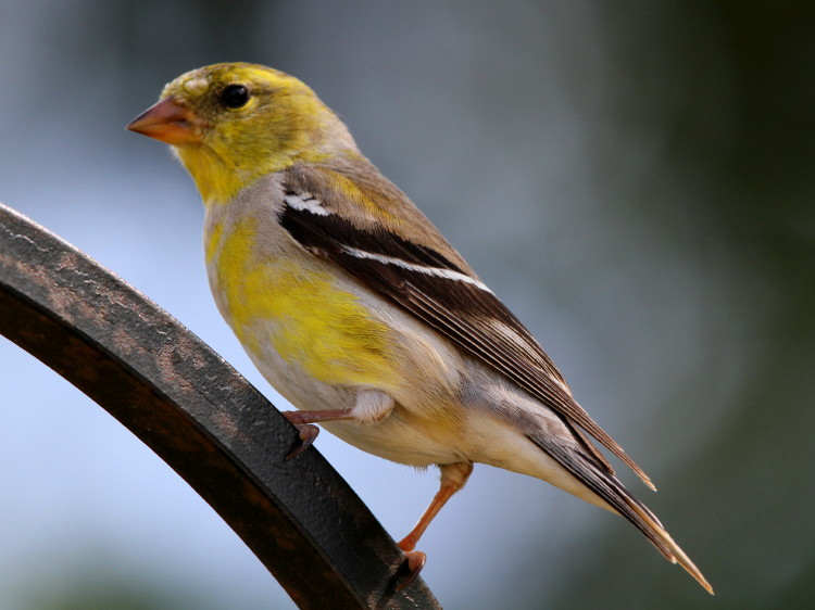 American Goldfinch