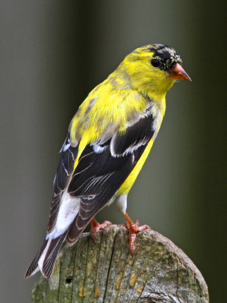 American Goldfinch