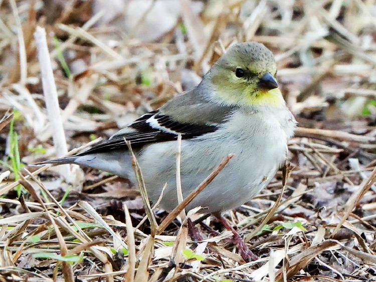 American Goldfinch