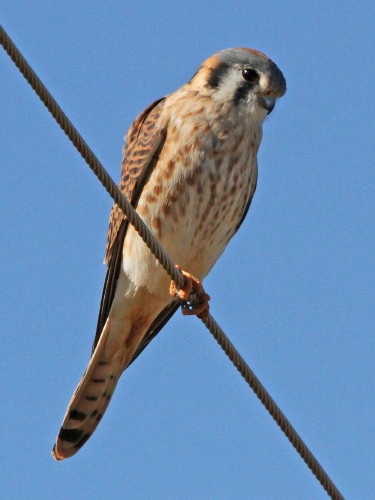 American Kestral