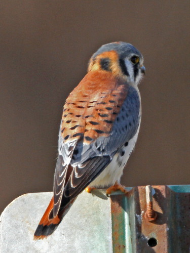 American Kestral