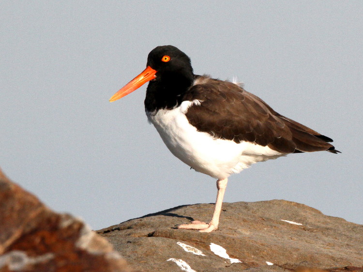 American Oystercatcher