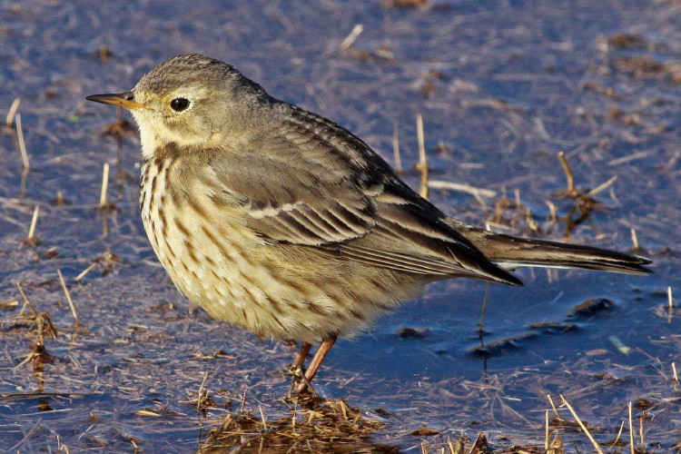 American Pipit