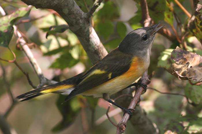 American Redstart