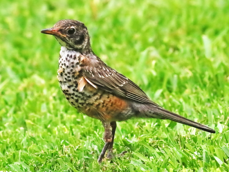 American Robin, juvenile