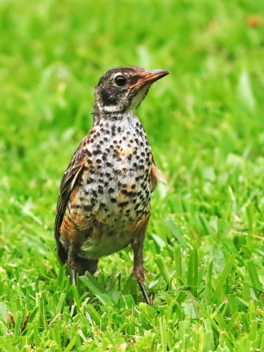 American Robin, Juvenile