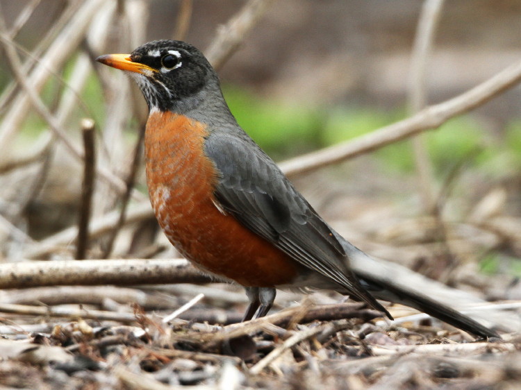 American Robin