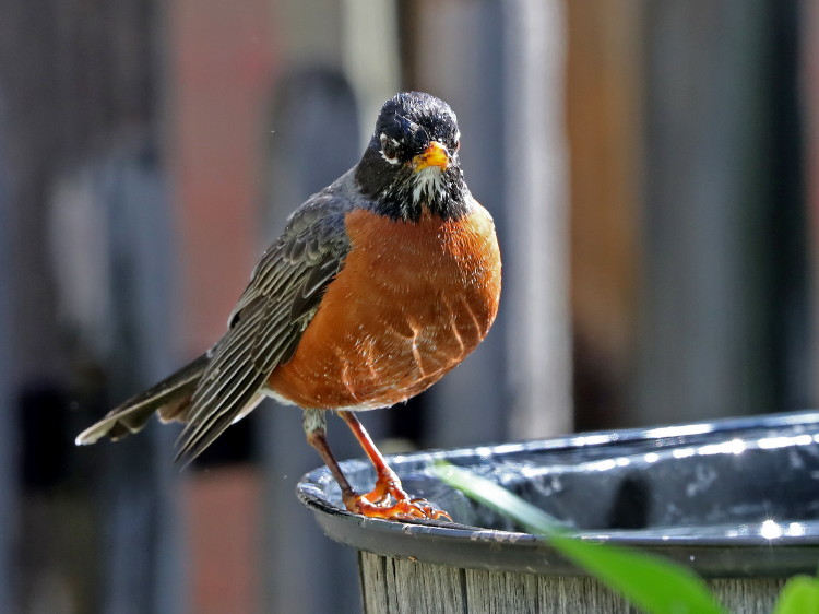 American Robin