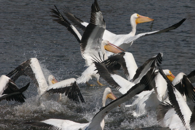 American White Pelican