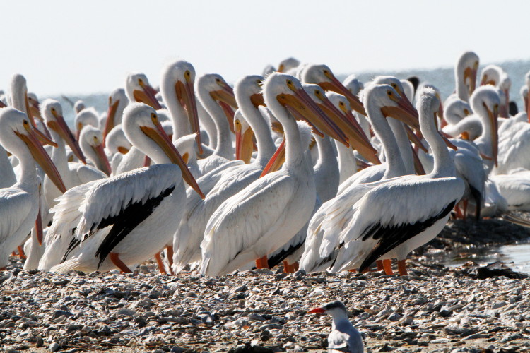 American White Pelican