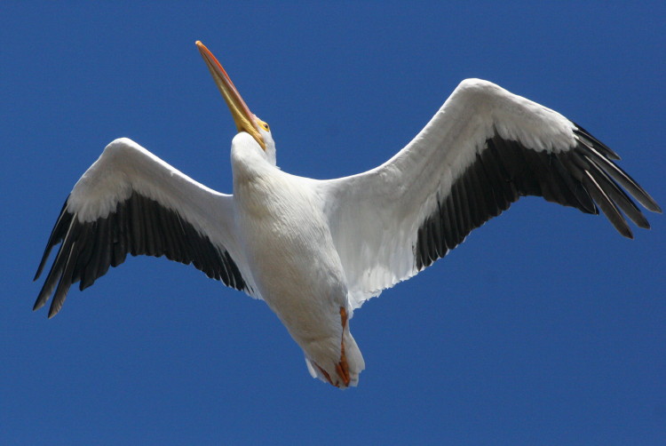 American White Pelican
