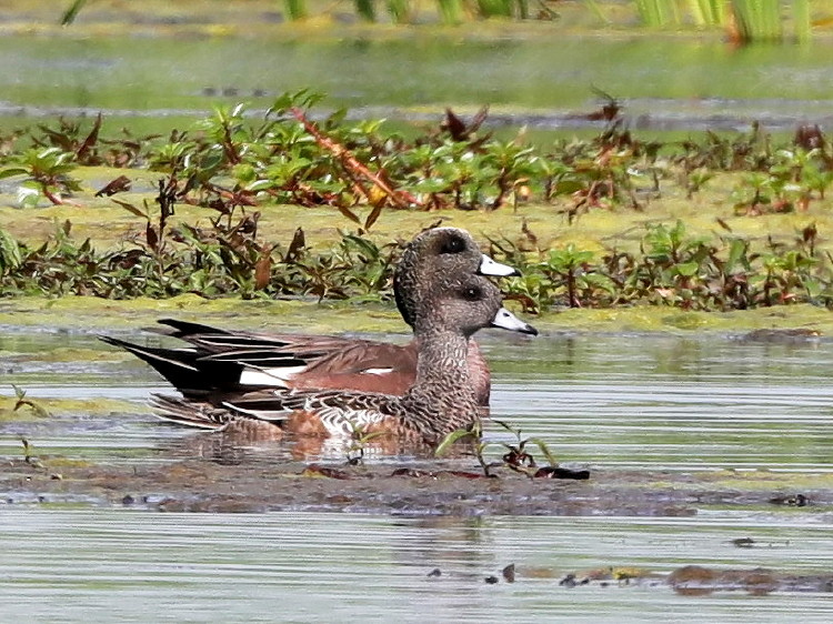 American Widgeon