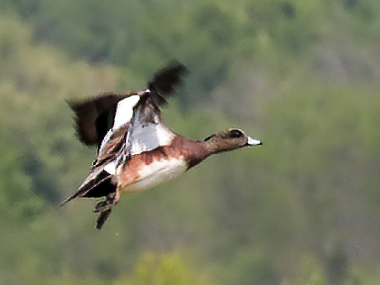 American Widgeon