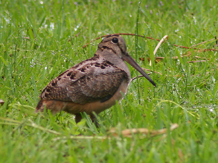 American Woodcock