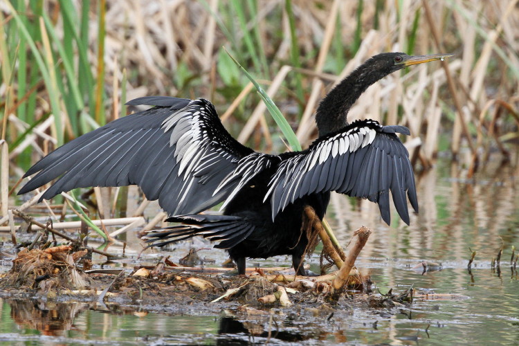Anhinga