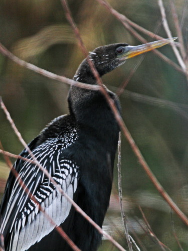 Anhinga