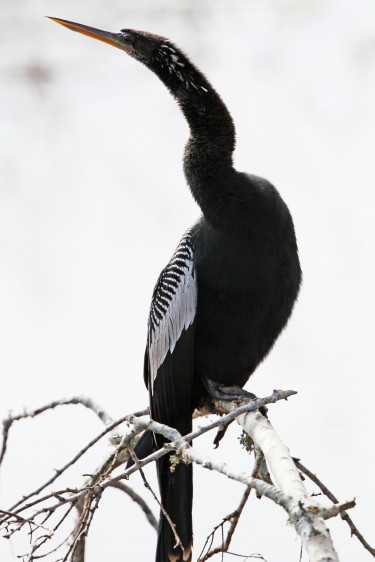 Anhinga