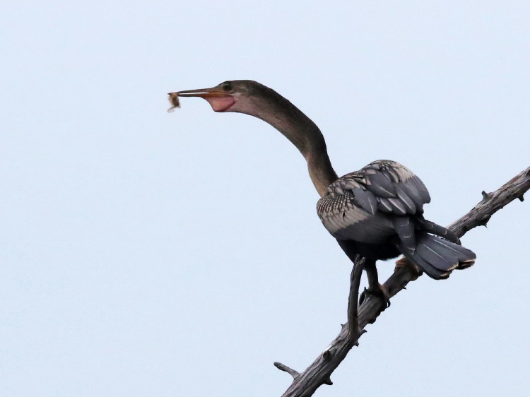 Anhinga