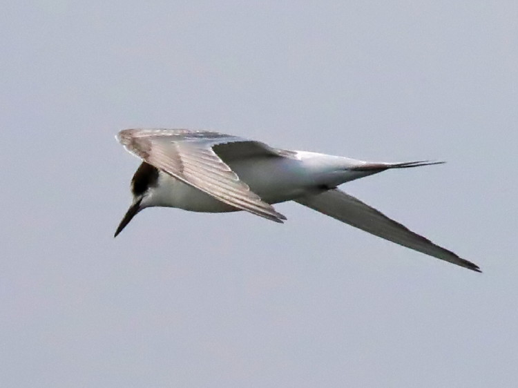 Arctic Tern