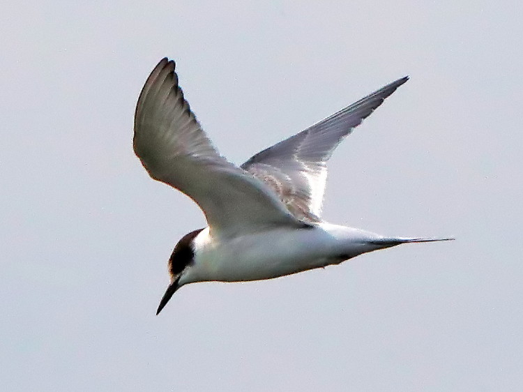Arctic Tern