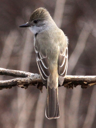 Ash-throated Flycatcher