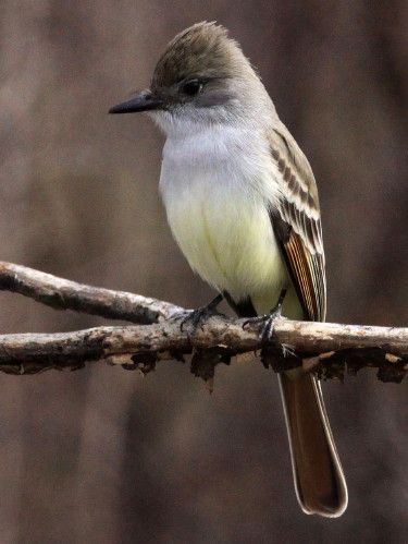 Ash-throated Flycatcher